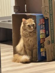 Lost Male Cat last seen Near , Apache Junction, AZ 85119