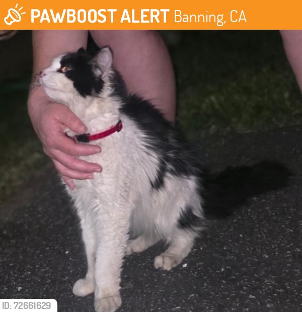 Found/Stray Unknown Cat last seen Banning, Banning, CA 92220