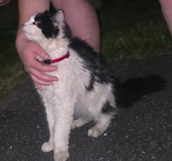 Found/Stray Unknown Cat last seen Banning, Banning, CA 92220