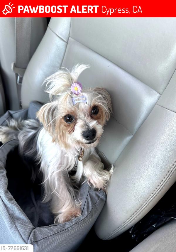 Lost Female Dog last seen Near Cerritos and Moody on Marion Street and Doris circle, Cypress, CA 90630