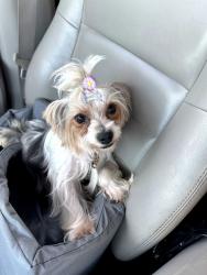 Lost Female Dog last seen Near Cerritos and Moody on Marion Street and Doris circle, Cypress, CA 90630