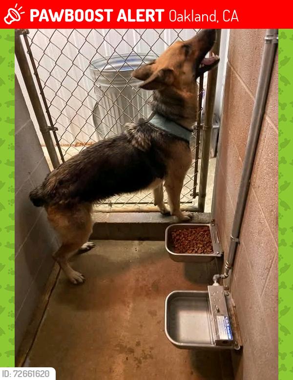 Lost Male Dog last seen PO box 91 74342 eucha.ok , Oakland, CA 94605