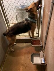 Lost Male Dog last seen PO box 91 74342 eucha.ok , Oakland, CA 94605
