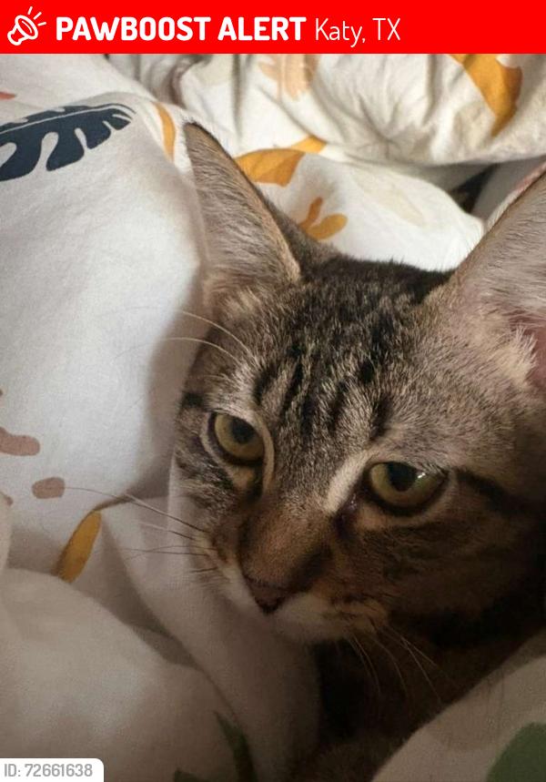 Lost Female Cat last seen Laguna cv, Caramel Shores Dr, Bartlet Rd, Katy, TX 77493