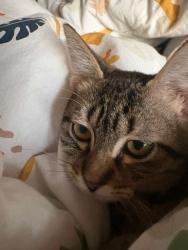 Lost Female Cat last seen Laguna cv, Caramel Shores Dr, Bartlet Rd, Katy, TX 77493