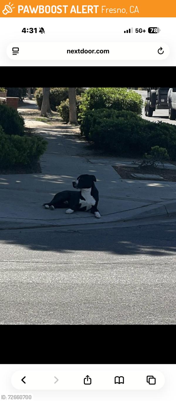 Found/Stray Unknown Dog last seen Escalon and dante near figarden loop, Fresno, CA 93722