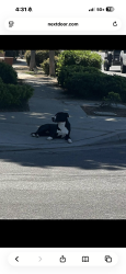 Found/Stray Unknown Dog last seen Escalon and dante near figarden loop, Fresno, CA 93722