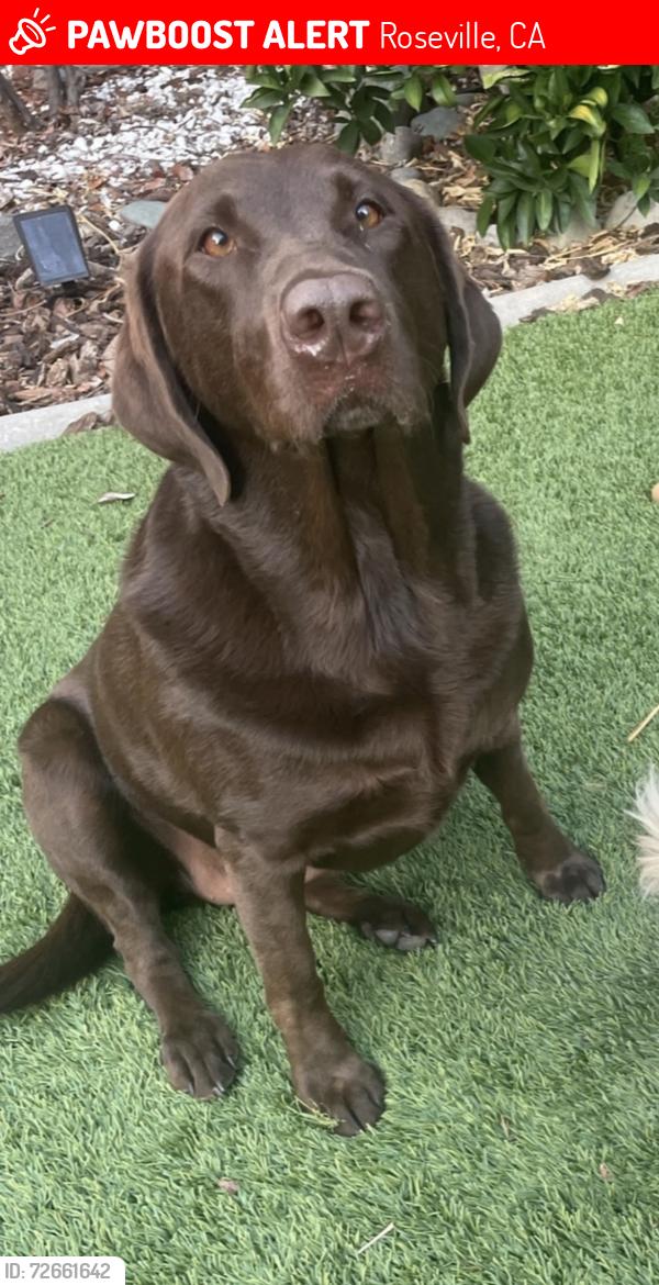 Lost Female Dog last seen Blue oaks and woodcreek , Roseville, CA 95747