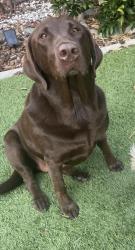 Lost Female Dog last seen Blue oaks and woodcreek , Roseville, CA 95747