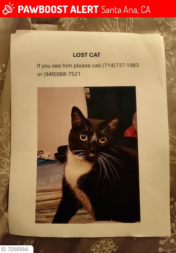 Lost Male Cat last seen Bears St and MacArthur , Santa Ana, CA 92704