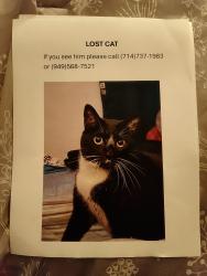 Lost Male Cat last seen Bears St and MacArthur , Santa Ana, CA 92704