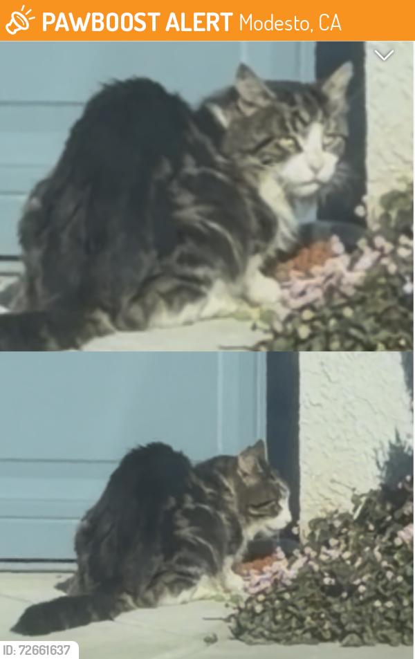 Found/Stray Unknown Cat last seen Near Ustach Middle School, Modesto, CA 95355