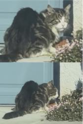 Found/Stray Unknown Cat last seen Near Ustach Middle School, Modesto, CA 95355