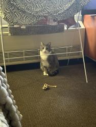 Lost Female Cat last seen Near York street , Subiaco, WA 6008