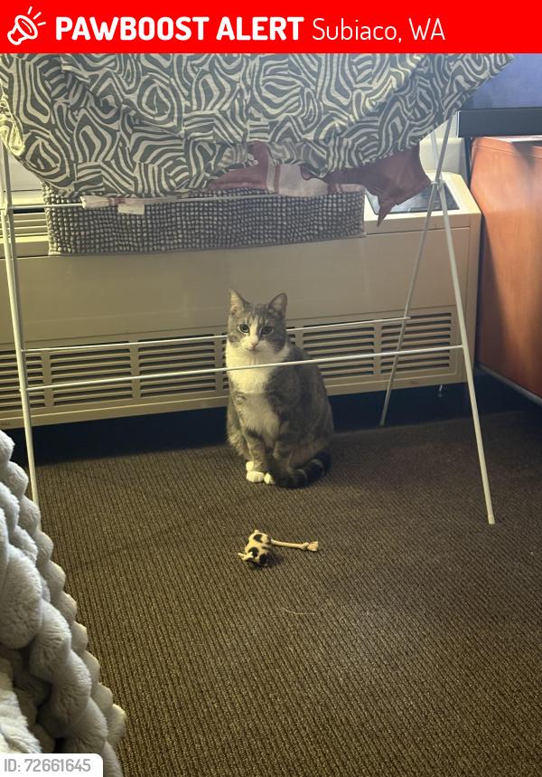 Lost Female Cat last seen Near York street , Subiaco, WA 6008