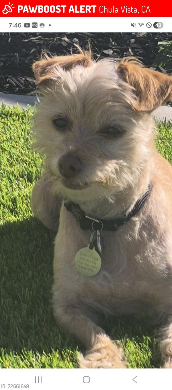 Lost Female Dog last seen HILLTOP , Chula Vista, CA 91910