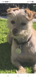 Lost Female Dog last seen HILLTOP , Chula Vista, CA 91910