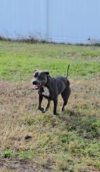 Lost Female Dog last seen Hwy 44 and Garfield, DeLand, FL 32724