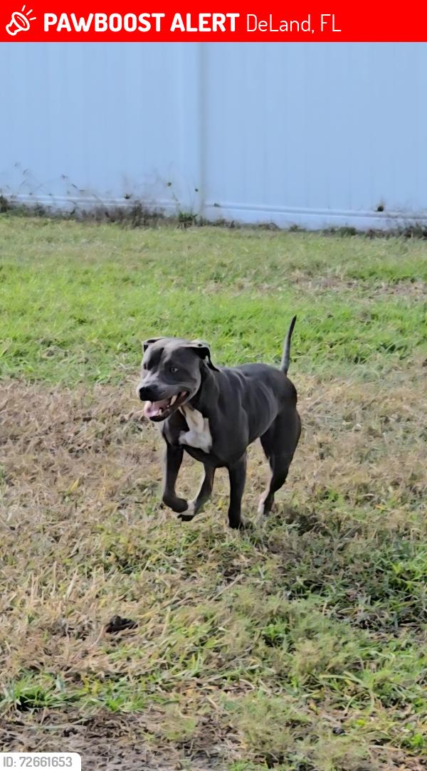 Lost Female Dog last seen Hwy 44 and Garfield, DeLand, FL 32724
