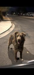 Found/Stray Unknown Dog last seen 96th st, Mesa, AZ 85208