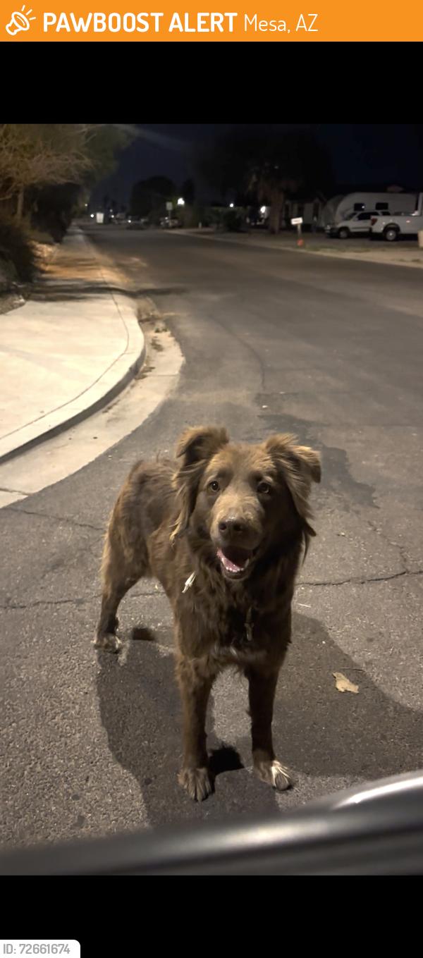 Found/Stray Unknown Dog last seen 96th st, Mesa, AZ 85208