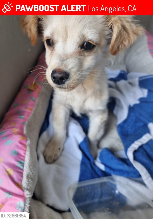 Lost Male Dog last seen Near cantlay , Los Angeles, CA 91352