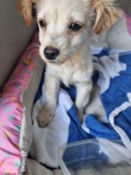 Lost Male Dog last seen Near cantlay , Los Angeles, CA 91352