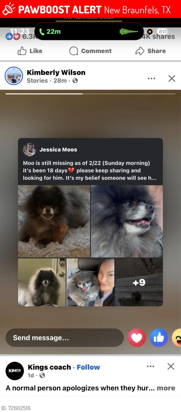 Lost Male Dog last seen Snow goose in mockingbird heights neighborhood, New Braunfels, TX 78130
