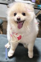 Lost Female Dog last seen  288th military , Federal Way, WA 98003