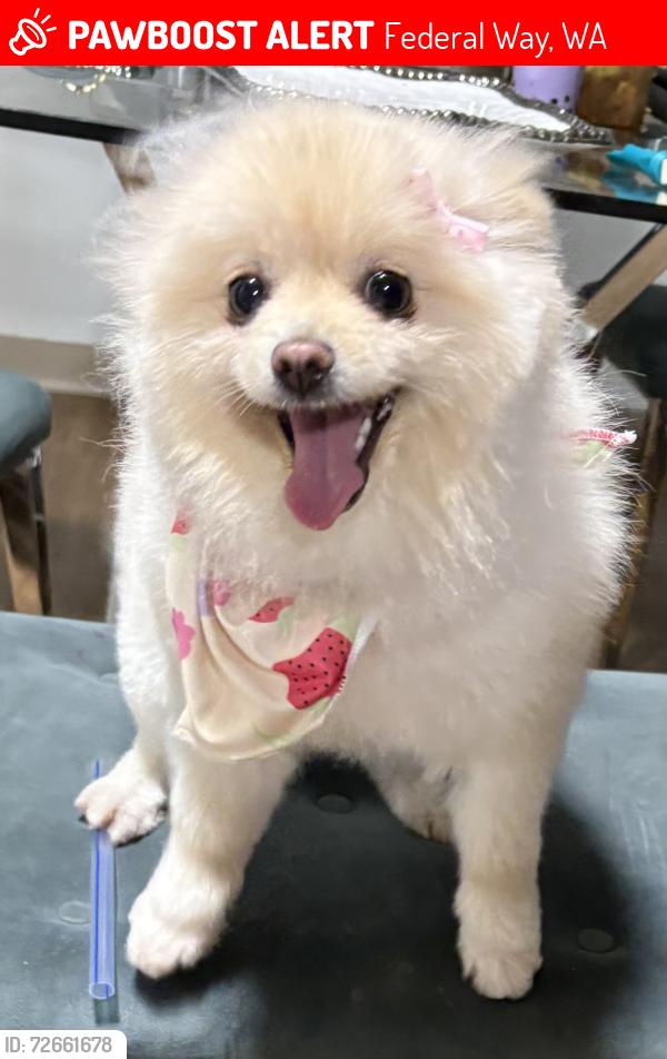 Lost Female Dog last seen  288th military , Federal Way, WA 98003