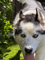 Found/Stray Male Dog last seen Venice CA, Los Angeles, CA 90291