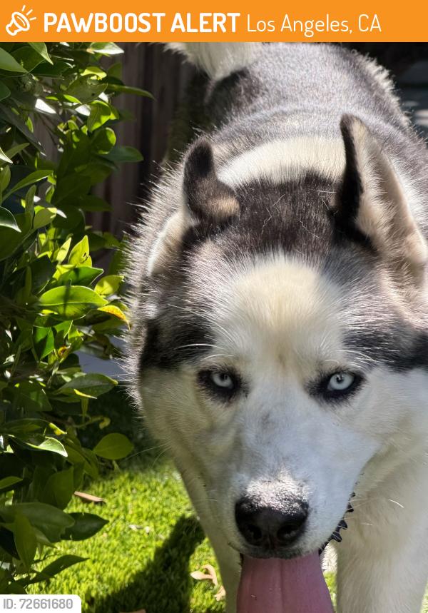 Found/Stray Male Dog last seen Venice CA, Los Angeles, CA 90291