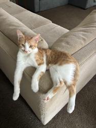 Lost Male Cat last seen jefferson and 48th, La Quinta, CA 92253