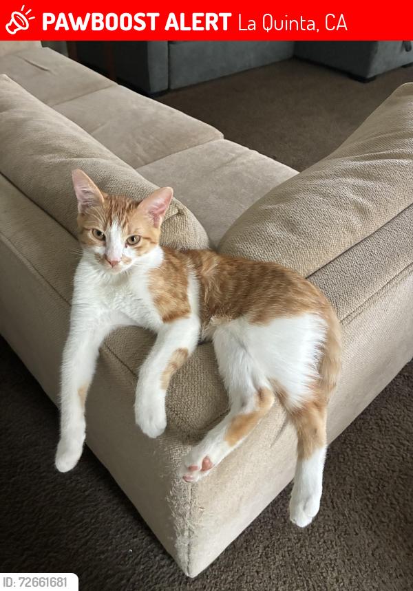 Lost Male Cat last seen jefferson and 48th, La Quinta, CA 92253