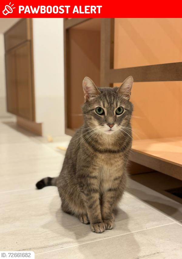 Lost Male Cat last seen Las Casitas Court, Larkfield-Wikiup, CA 95403