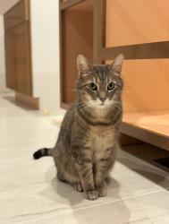 Lost Male Cat last seen Las Casitas Court, Larkfield-Wikiup, CA 95403