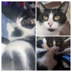 Lost Female Cat last seen Near mule deer drive, near valley, Las Cruces, NM 88005