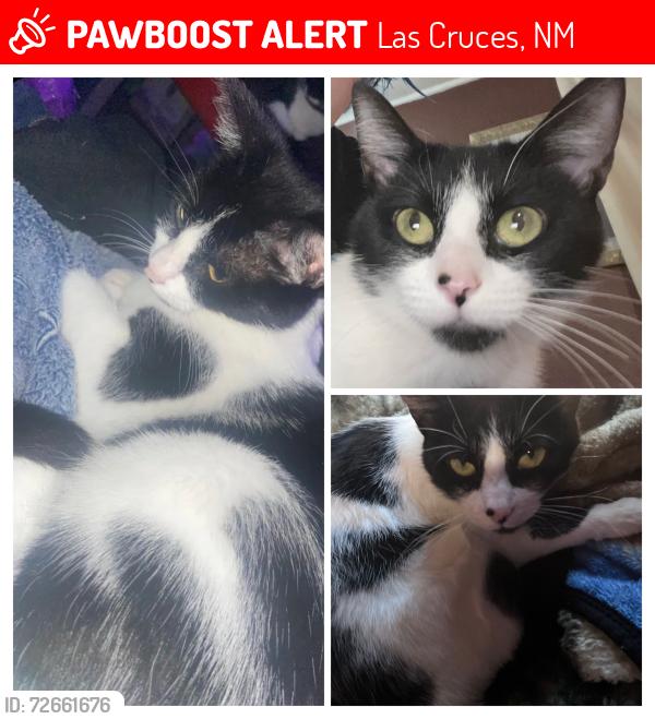 Lost Female Cat last seen Near mule deer drive, near valley, Las Cruces, NM 88005