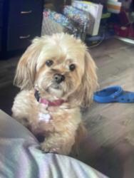 Lost Female Dog last seen Was last seen the CVS, Los Angeles, CA 91606