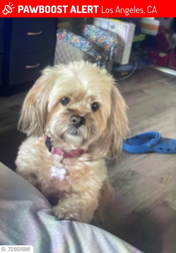 Lost Female Dog last seen Was last seen the CVS, Los Angeles, CA 91606