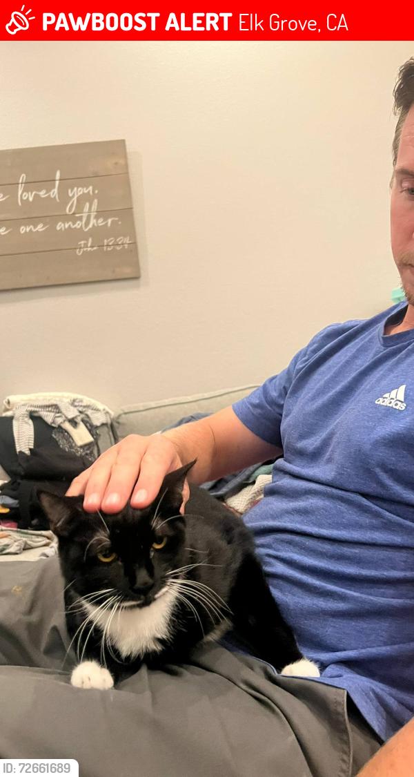 Lost Male Cat last seen Meadowspring and big horn , Elk Grove, CA 95758