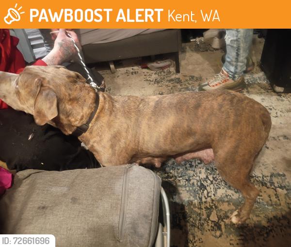 Found/Stray Female Dog last seen Near sw 200 , Kent, WA 98031