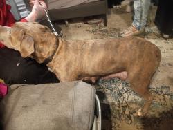 Found/Stray Female Dog last seen Near sw 200 , Kent, WA 98031