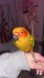 Lost Male Bird last seen Golden vista way , Antelope, CA 95843