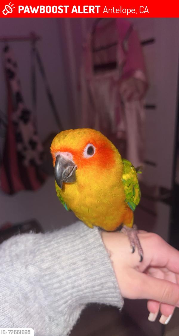 Lost Male Bird last seen Golden vista way , Antelope, CA 95843