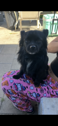 Found/Stray Male Dog last seen Compton and Alondra , Compton, CA 90220