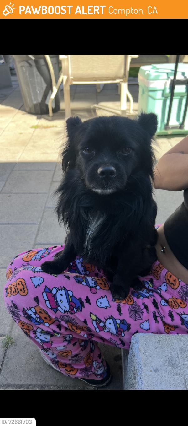 Found/Stray Male Dog last seen Compton and Alondra , Compton, CA 90220