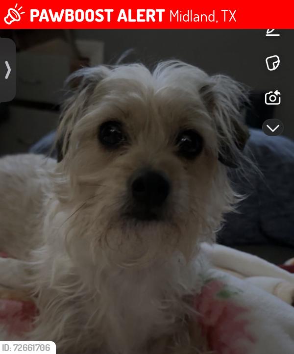 Lost Female Dog last seen Neely, Brighton court , Midland, TX 79707