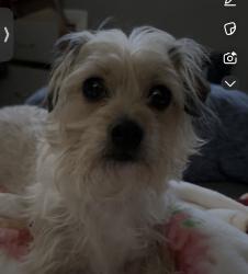 Lost Female Dog last seen Neely, Brighton court , Midland, TX 79707