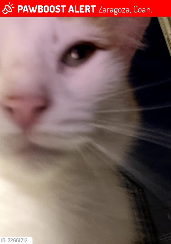Lost Female Cat last seen Calle Francisco Villa 705 La Nogalera 26452 Zaragoza, Coah. Mexico, Zaragoza, Coah. 26452